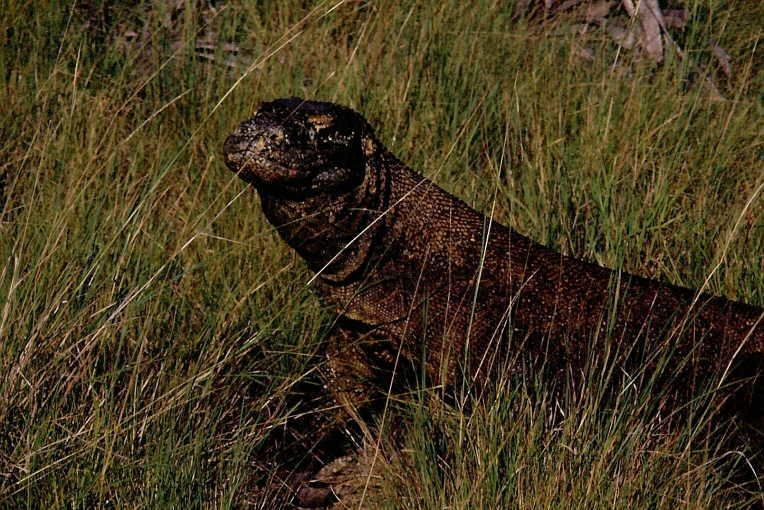 0173KM 76876 20APR03 Indonesien Komodo Drachen Rinca.jpg